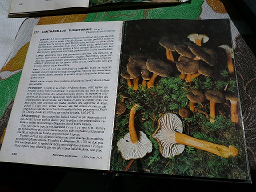 048.jpg - chanterelle en trompette